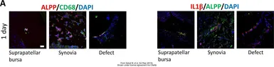 Anti-Placental Alkaline Phosphatase antibody used in IHC (Frozen sections) (IHC-Fr). GTX72989