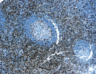 Anti-CD43 antibody [DF-T1] (ready-to-use) used in IHC (Paraffin sections) (IHC-P). GTX73451