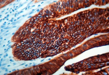 Anti-Cytokeratin 20 antibody [KS 20.8] used in IHC (Paraffin sections) (IHC-P). GTX73825