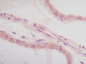 Anti-IL1 alpha antibody used in IHC (Paraffin sections) (IHC-P). GTX74157