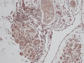 Anti-TGF alpha antibody used in IHC (Paraffin sections) (IHC-P). GTX74160