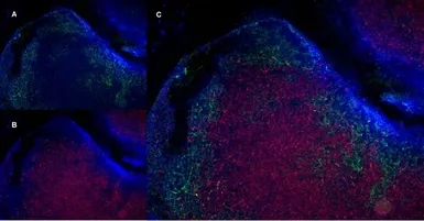 Anti-CD8 alpha antibody [YTS105.18] used in IHC (Frozen sections) (IHC-Fr). GTX74642