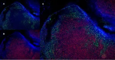 Anti-CD19 antibody [6D5] used in IHC (Frozen sections) (IHC-Fr). GTX75017