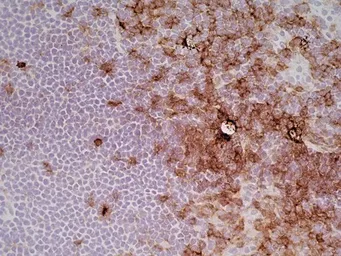 Anti-CD4 antibody [OX-35] (Azide free) used in IHC (Frozen sections) (IHC-Fr). GTX75110