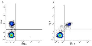 Anti-CD40 antibody [LOB7/6] (PE) used in Flow cytometry (FCM). GTX75205