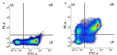 Anti-CD31 antibody [WM59] (PE) used in Flow cytometry (FCM). GTX75302