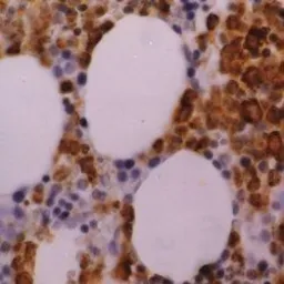Anti-Myeloperoxidase antibody [2C7] used in IHC (Paraffin sections) (IHC-P). GTX75318