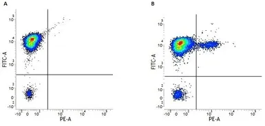 Anti-CD19 antibody [LT19] (PE) used in Flow cytometry (FCM). GTX75601