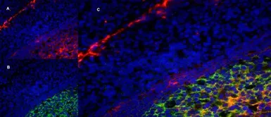 Anti-LRP1 antibody [A2Mr alpha-2] used in IHC (Frozen sections) (IHC-Fr). GTX75658