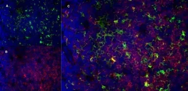 Anti-CD13 antibody [R3-63] used in IHC (Frozen sections) (IHC-Fr). GTX75927