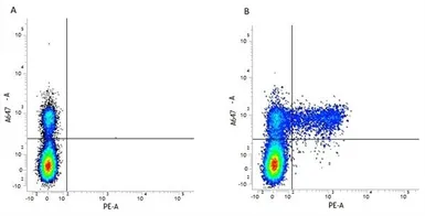 Anti-KIR family antibody [NKVFS1] (PE) used in Flow cytometry (FCM). GTX76005