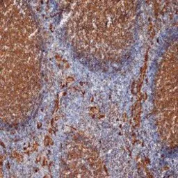 Anti-CD9 antibody [MM2/57] used in IHC (Frozen sections) (IHC-Fr). GTX76185
