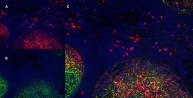Anti-CD11b antibody [ICRF44] (Azide free) used in IHC (Frozen sections) (IHC-Fr). GTX76296