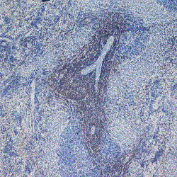 Anti-CD4 antibody [W3/25] (FITC) used in IHC (Paraffin sections) (IHC-P). GTX76317