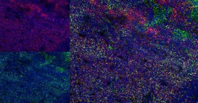 Anti-CD4 antibody [W3/25] used in IHC (Frozen sections) (IHC-Fr). GTX76318
