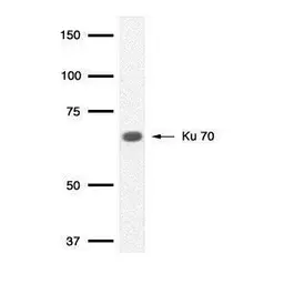 Anti-Ku70 antibody [529] used in Western Blot (WB). GTX77607