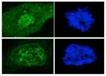 Anti-CENPF antibody [7F11.2] used in Immunocytochemistry/ Immunofluorescence (ICC/IF). GTX77645