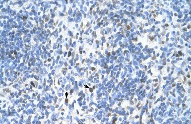 Anti-PCNA antibody, C-term used in IHC (Paraffin sections) (IHC-P). GTX77666