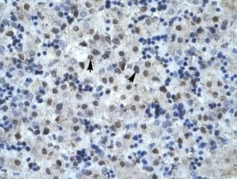 Anti-p38 MAPK antibody, C-term used in IHC (Paraffin sections) (IHC-P). GTX77721
