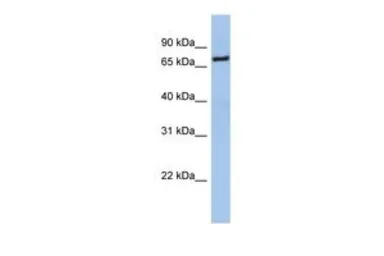 Anti-Nrf1 antibody, Internal used in Western Blot (WB). GTX77762