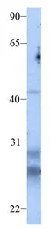 Anti-Claudin 13 antibody, C-term used in Western Blot (WB). GTX77837