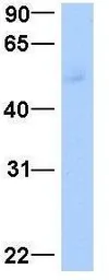 Anti-LEF1 antibody, Internal used in Western Blot (WB). GTX77879