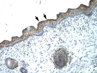 Anti-b-Myb antibody, N-term used in IHC (Paraffin sections) (IHC-P). GTX77893