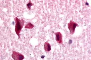 Anti-NR2E1 antibody used in IHC (Paraffin sections) (IHC-P). GTX78013