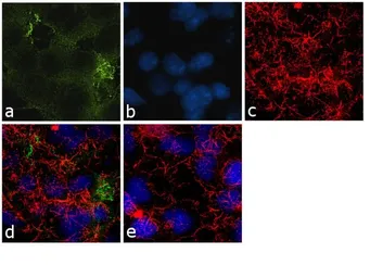 Anti-CRMP2 antibody used in Immunocytochemistry/ Immunofluorescence (ICC/IF). GTX79170