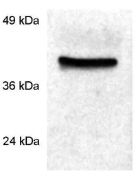 Anti-Cyclophilin 40 antibody used in Western Blot (WB). GTX79245