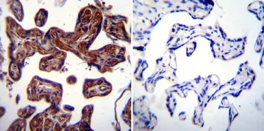 Anti-Hsp90 beta antibody used in IHC (Paraffin sections) (IHC-P). GTX79247