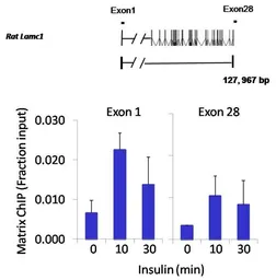 Anti-JunB antibody used in ChIP assay (ChIP assay). GTX79258