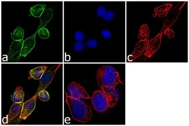 Anti-Obestatin antibody used in Immunocytochemistry/ Immunofluorescence (ICC/IF). GTX79314