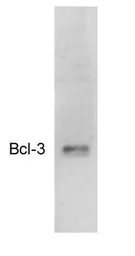 Anti-BCL3 antibody [Ham150-3.5] used in Western Blot (WB). GTX79353