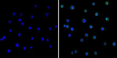 Anti-Serine Protease Inhibitor 2A (Spi2A) antibody [MoFo 29.2] used in Immunocytochemistry/ Immunofluorescence (ICC/IF). GTX79365