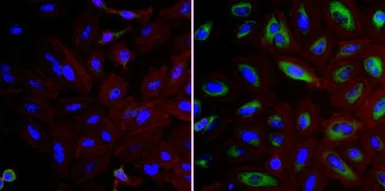 Anti-FKBP4 antibody used in Immunocytochemistry/ Immunofluorescence (ICC/IF). GTX79366