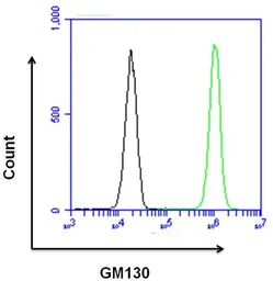 Anti-GM130 antibody used in Flow cytometry (FCM). GTX79420