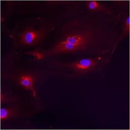 Anti-GM130 antibody used in Immunocytochemistry/ Immunofluorescence (ICC/IF). GTX79420