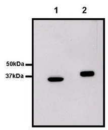 Anti-GST tag antibody [8-826] used in Western Blot (WB). GTX79438