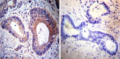 Anti-HCN3 antibody [TLL6C5] used in IHC (Paraffin sections) (IHC-P). GTX79455