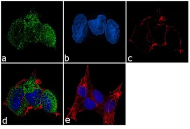 Anti-PLA2G5 antibody [3G1] used in Immunocytochemistry/ Immunofluorescence (ICC/IF). GTX79469