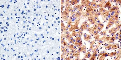 Anti-VRK1 antibody [1F6] used in IHC (Paraffin sections) (IHC-P). GTX79470