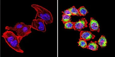 Anti-VRK1 antibody [1F6] used in Immunocytochemistry/ Immunofluorescence (ICC/IF). GTX79470