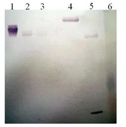 Anti-Plasminogen antibody [1C10-F2] used in Western Blot (WB). GTX79692