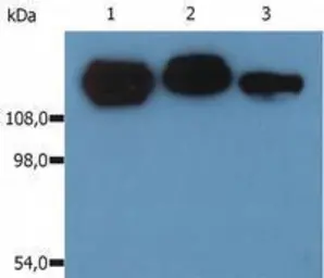 Anti-Integrin beta 1 / CD29 antibody [MEM-101A] (PE) used in Western Blot (WB). GTX80027