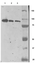 Anti-PSMA antibody [GCP-04] used in Western Blot (WB). GTX80151
