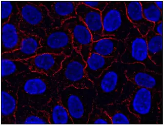 Anti-AHNAK antibody [EM-09] used in Immunocytochemistry/ Immunofluorescence (ICC/IF). GTX80164