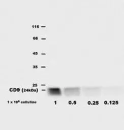 Anti-CD9 antibody [EM-04] (PE) used in Western Blot (WB). GTX80174
