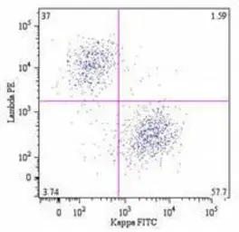 Mouse Anti-Human kappa light chain antibody [A8B5]. GTX80243