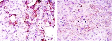 Anti-OPG antibody [5A11] used in IHC (Paraffin sections) (IHC-P). GTX80404